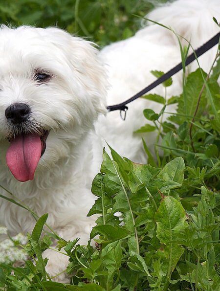 Alergiile la Bichon Maltez