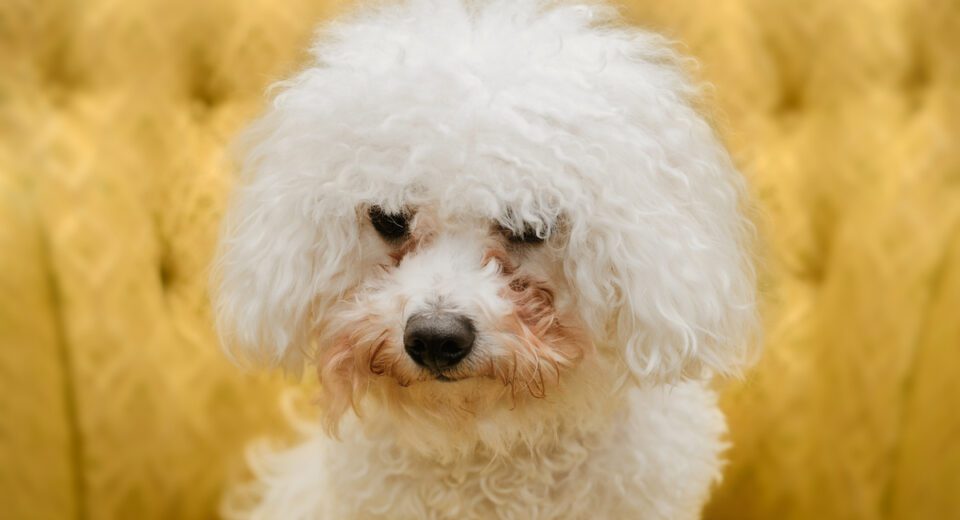 pete lacrimi bichon