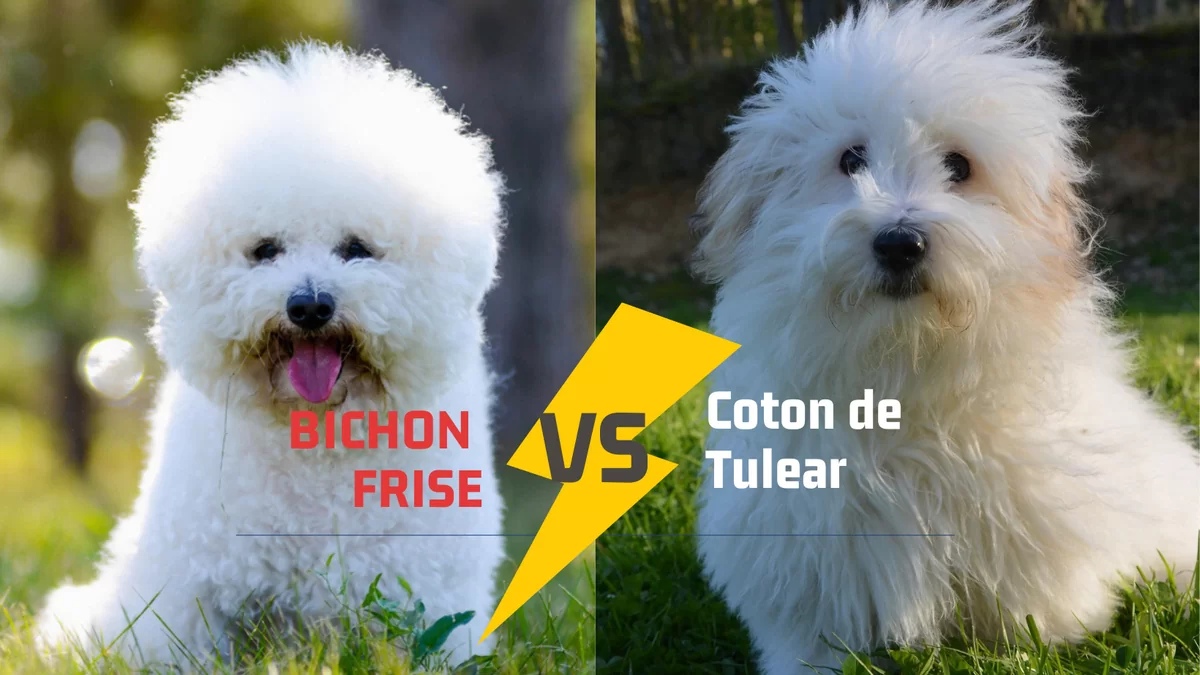 Diferenţe Bichon Frise şi Coton de Tulear