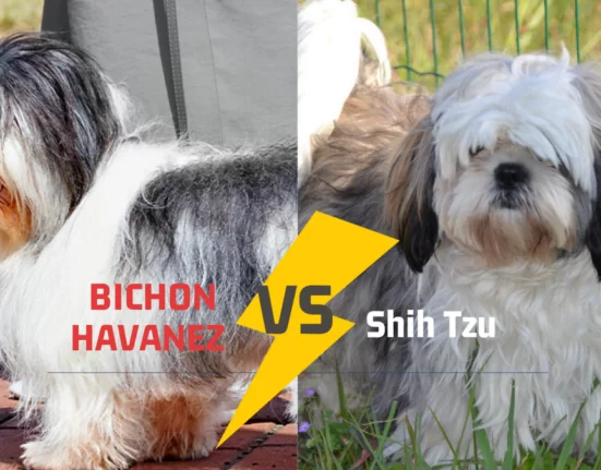 Diferenţe între Bichon Havanez şi Shih Tzu