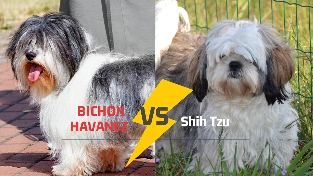 Diferenţe între Bichon Havanez şi Shih Tzu
