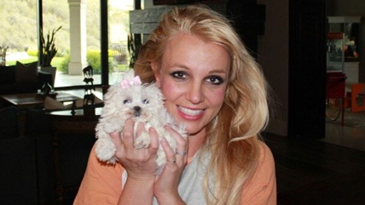 Britney Spears şi cei 7 câini ai săi