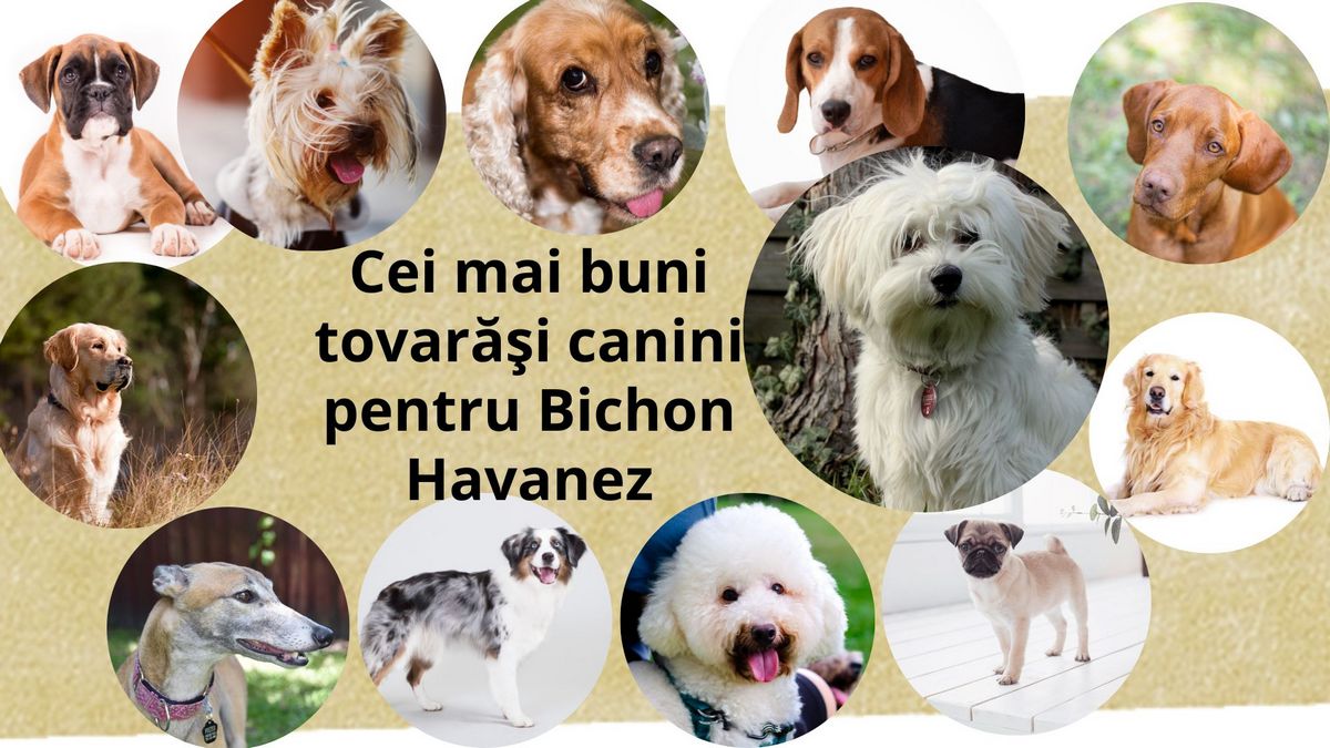 tovarăşi canini Bichon Havanez