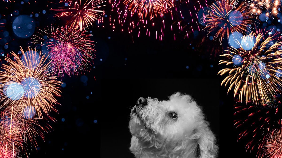 câini artificii