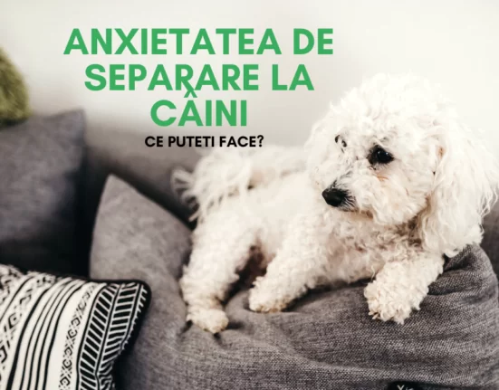 anxietatea de separare la câini