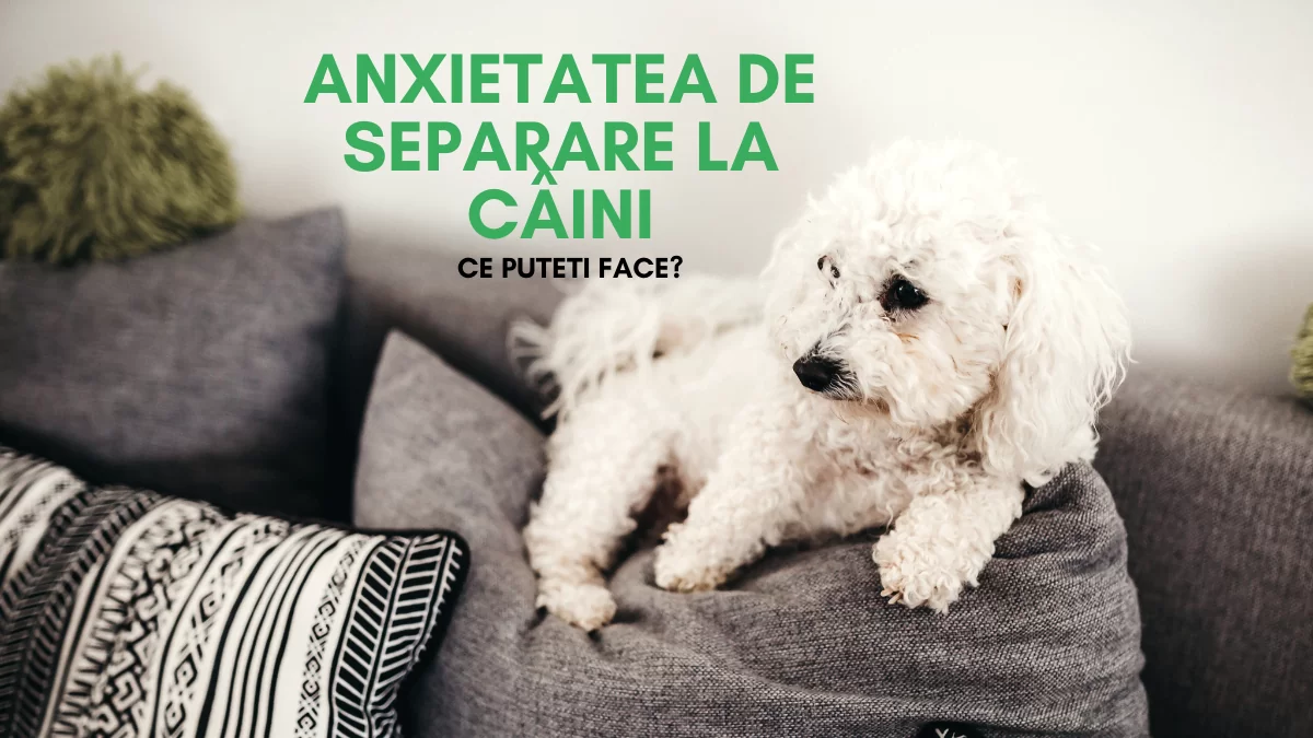 anxietatea de separare la câini