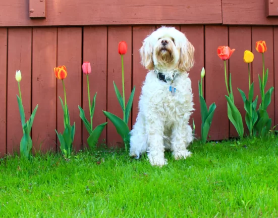 flori de primăvară toxice pentru câini