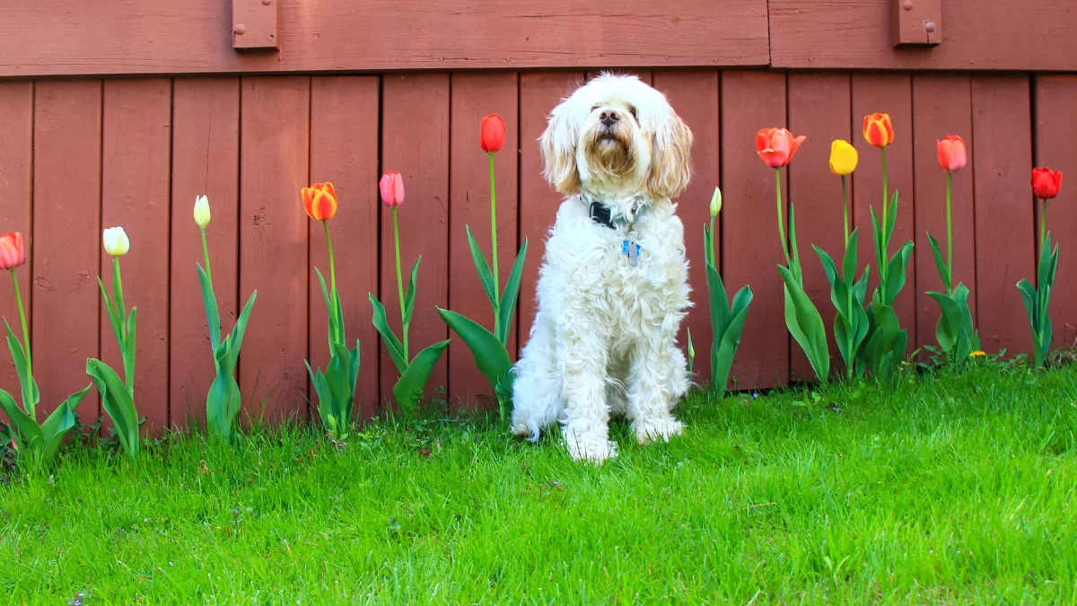 flori de primăvară toxice pentru câini