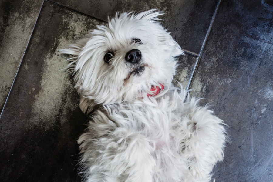 pete piele bichon maltez