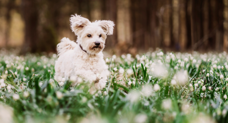 siguranta bichon brimavara