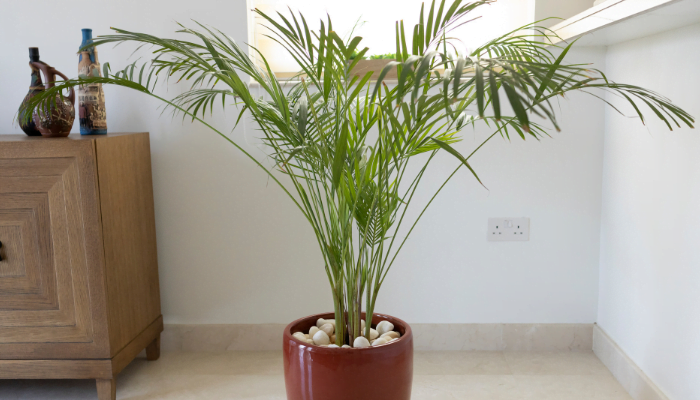 Palmier bambus/pitic (Chamaedorea seifrizii)
