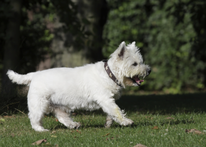Westie (West Highland Terrier)