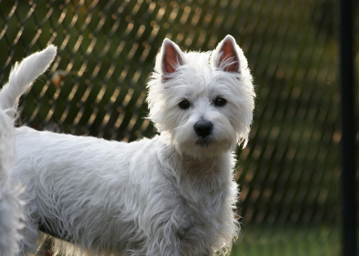 Westie (West Highland Terrier)