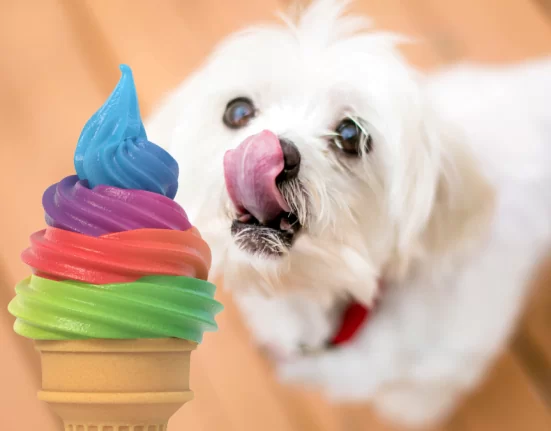 Câinii pot mânca înghețată