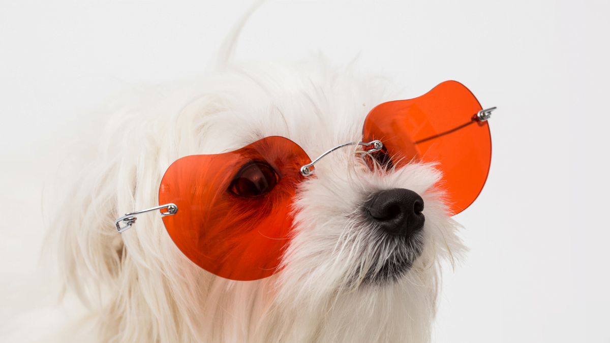 ochelari de soare pentru câini
