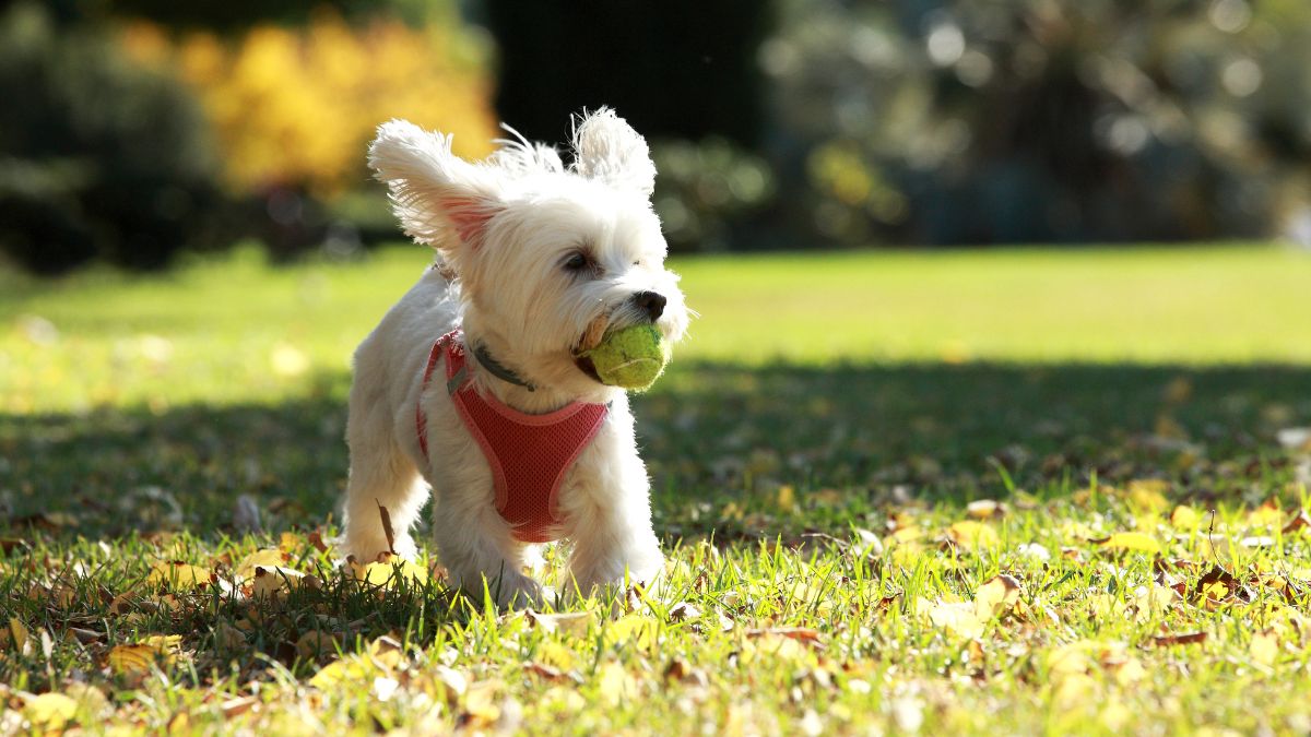 The Impact of Exercise on Your Dog's Mental Health