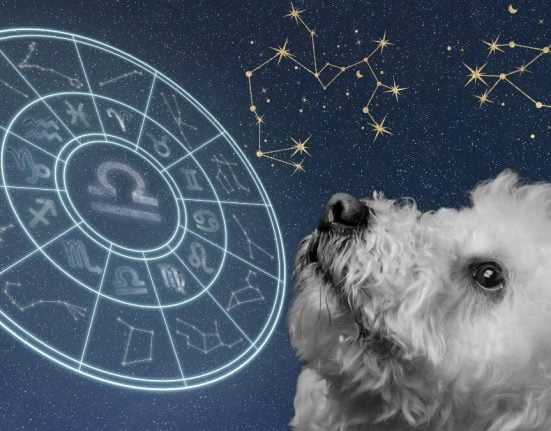 horoscop canin 2024