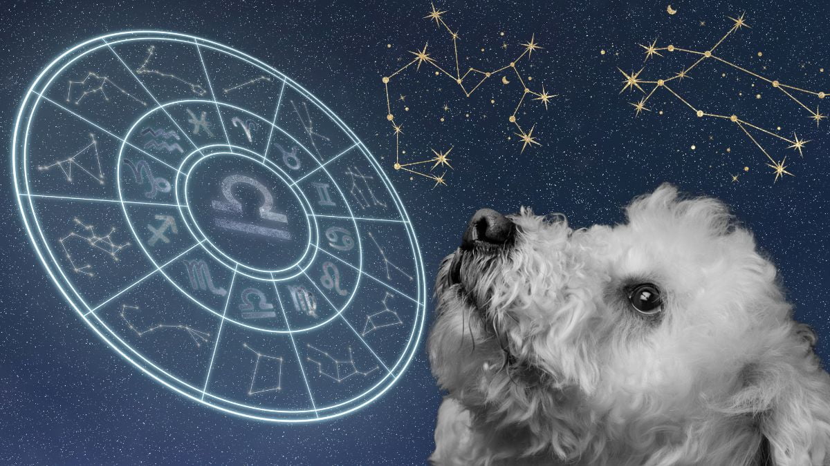 horoscop canin 2024