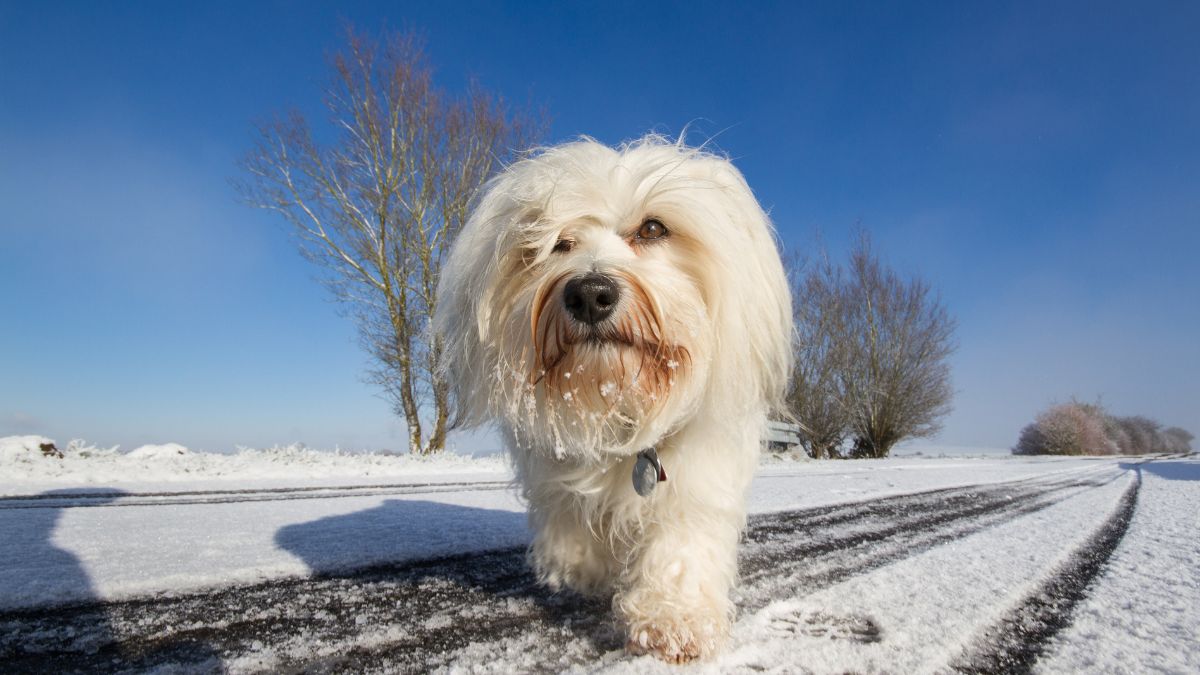 Suplimente alimentare pentru câini pe timp de iarnă