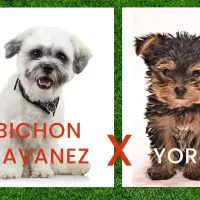 HAVASHIRE (Bichon Havanez+Yorkie)
