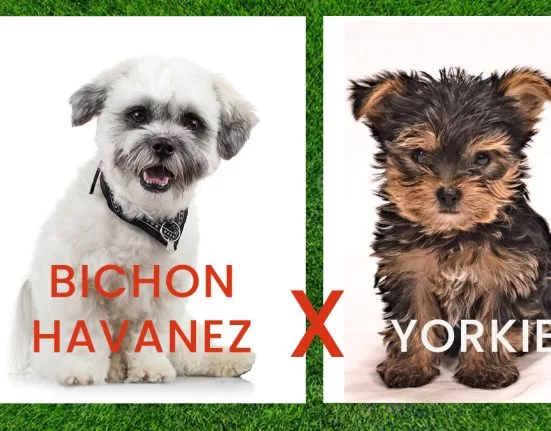 HAVASHIRE (Bichon Havanez+Yorkie)