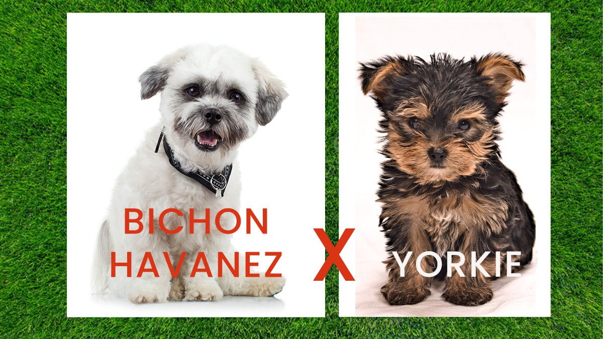 HAVASHIRE (Bichon Havanez+Yorkie)