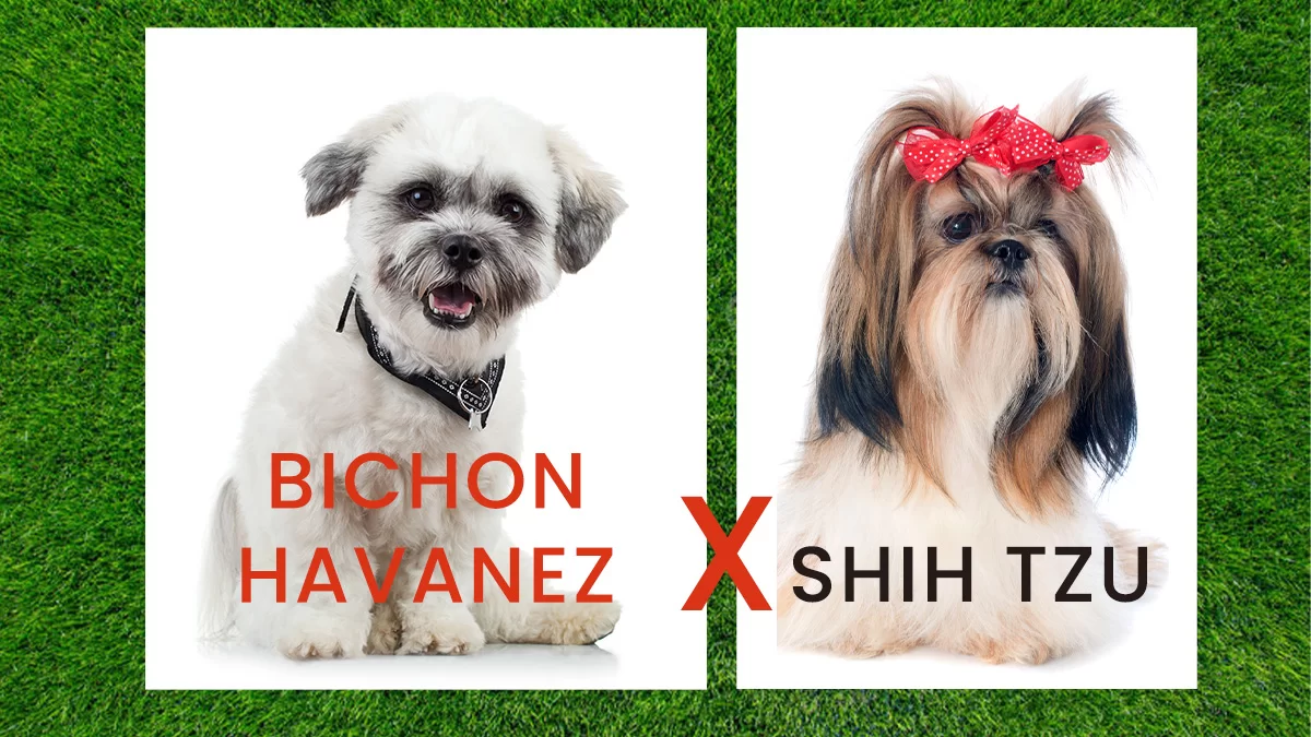 HAVASHU (Bichon Havanez+Shih Tzu)