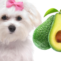Câinii pot să mănânce avocado
