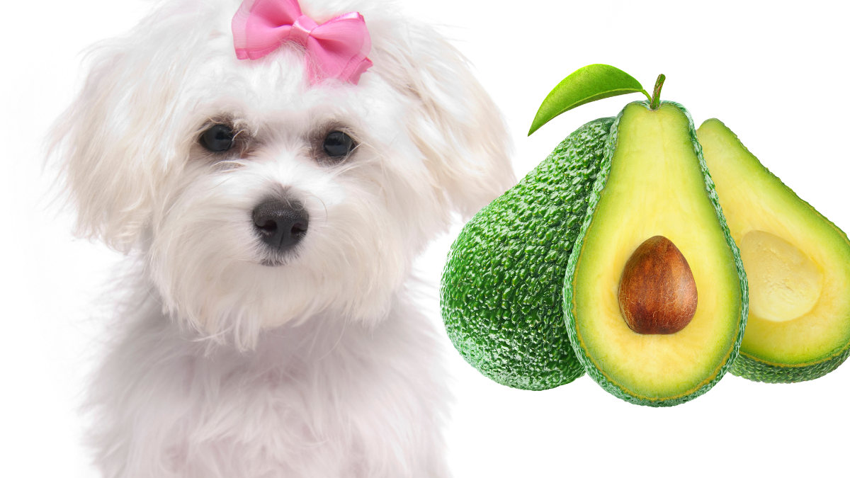Câinii pot să mănânce avocado