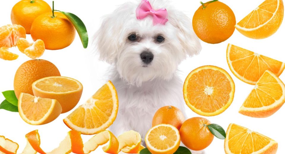 portocale câini