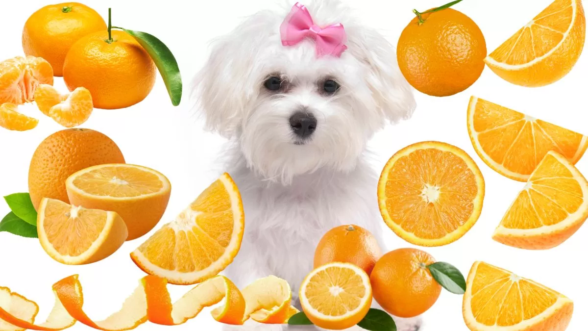 portocale câini