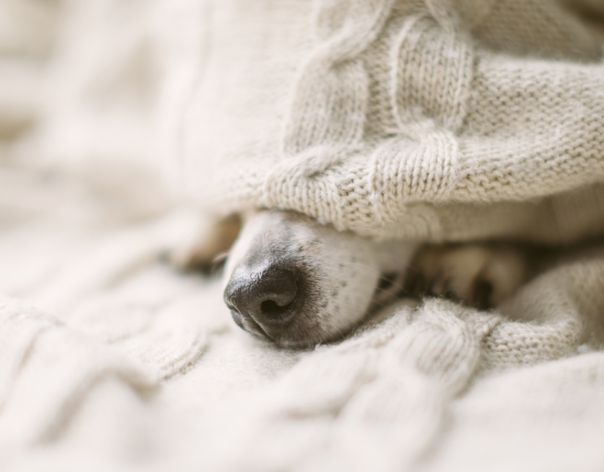 gripa canina