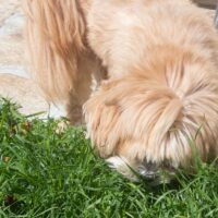 câinele mănâncă iarbă