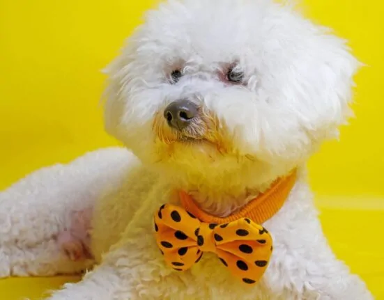 Bichon Frise