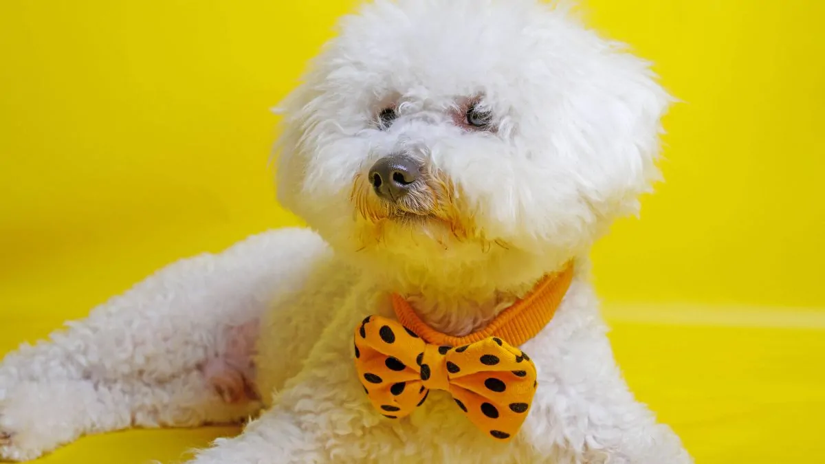 Bichon Frise