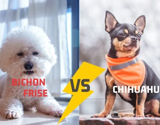 Diferențe Bichon Frise și Chihuahua
