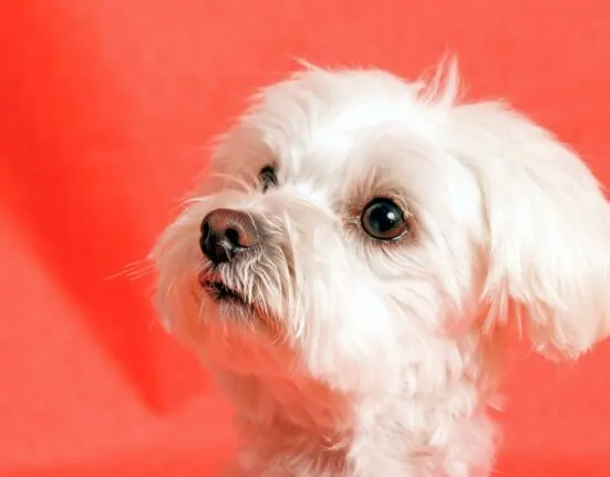 Fontanela deschisă la Bichon Maltez