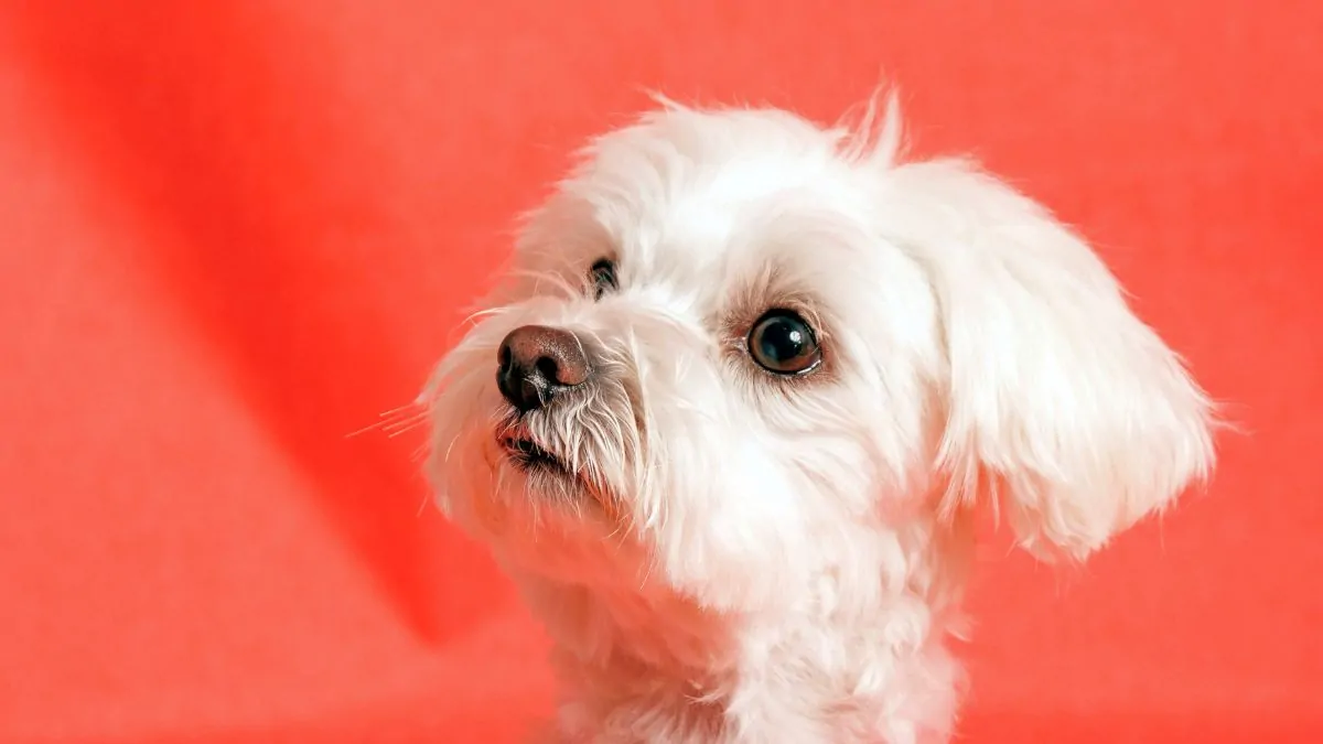 Fontanela deschisă la Bichon Maltez
