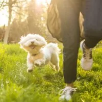 Astenia de primăvară la câini
