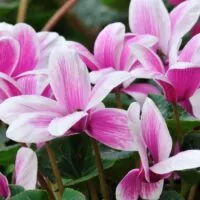 Floarea Cyclamen câini