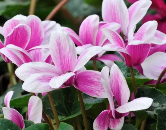 Floarea Cyclamen câini